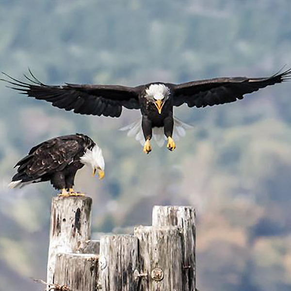 American Eagle Harbor Bainbridge Island