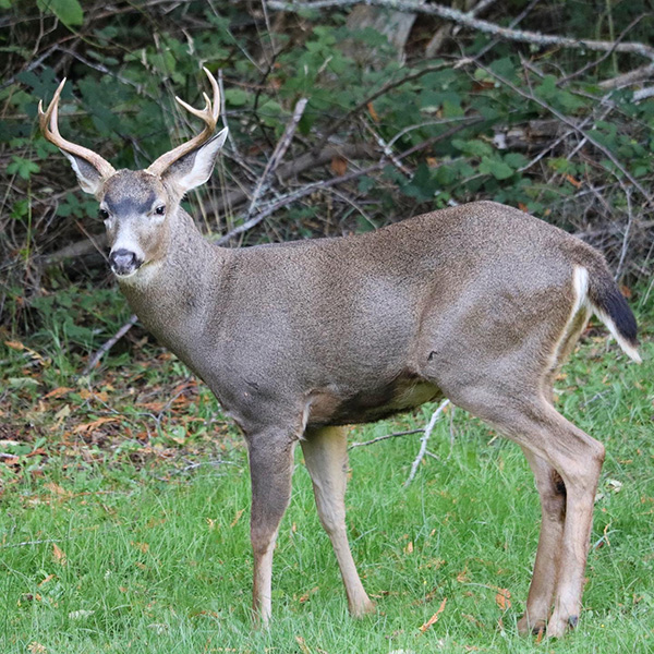 Deer Stag Bainbridge Island