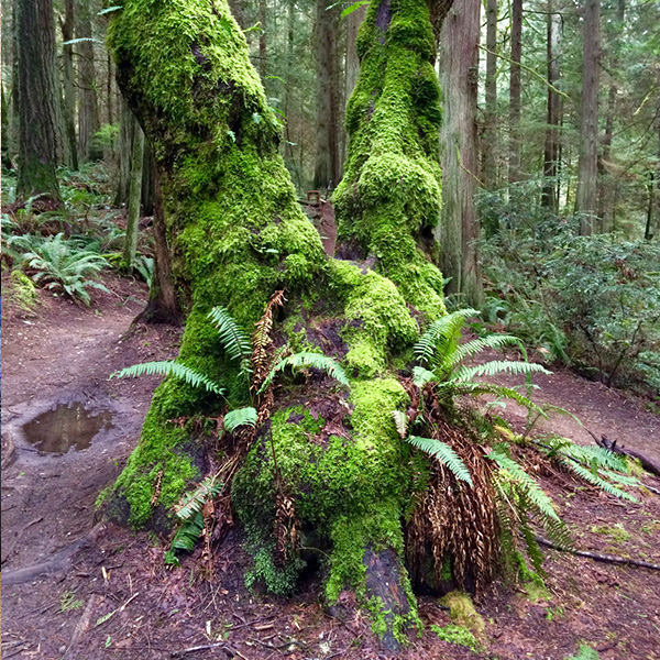 Grand Forest Bainbridge Island Photos Videos